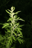 Artemisia afra RCP10-07 018.jpg
